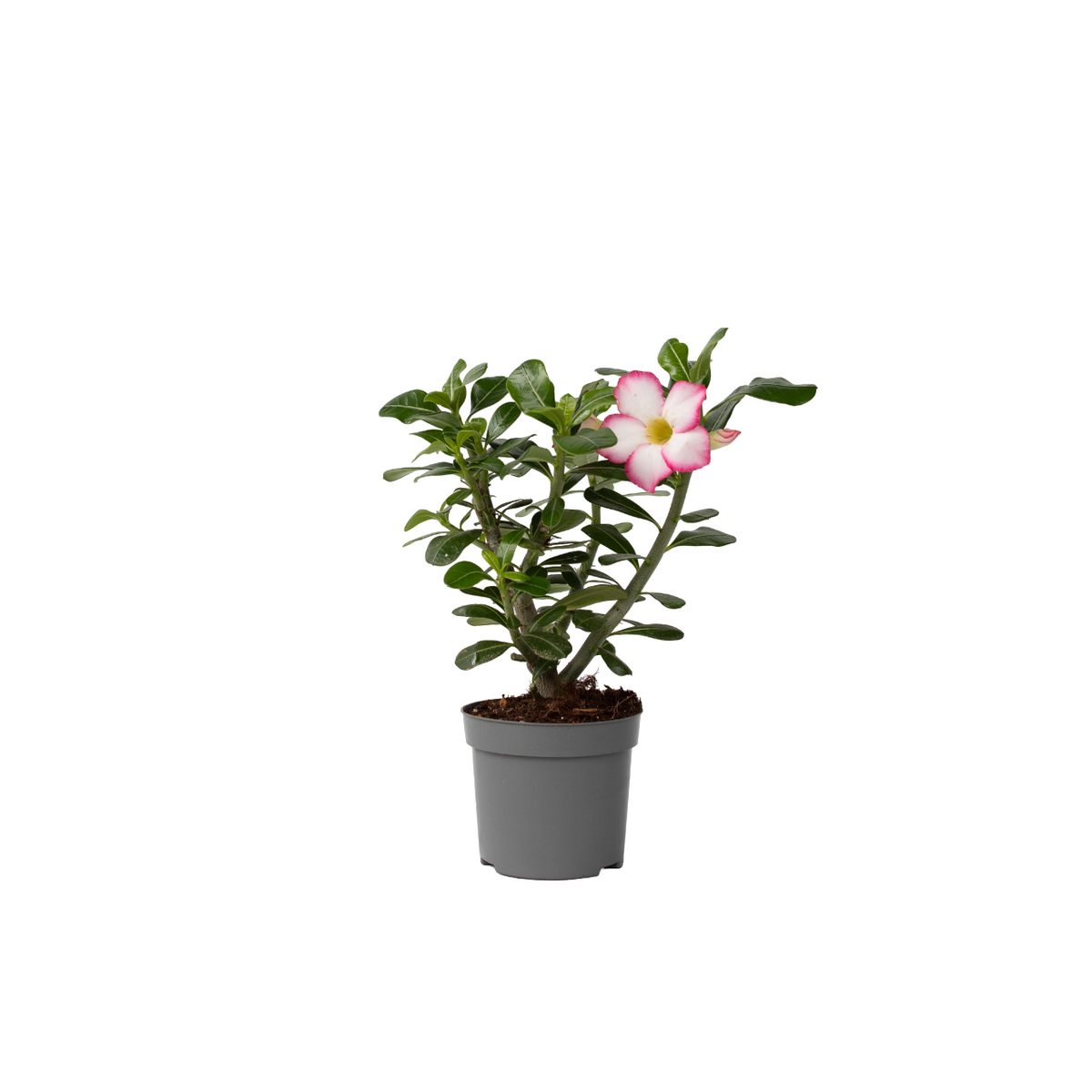 Desert Rose - Adenium Obesum - Height 30-45cm - ⌀13cm | Set of 1 | Pink