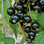 Blackcurrant 'ebony' Plant Bare Root | Set of 3 | Multi