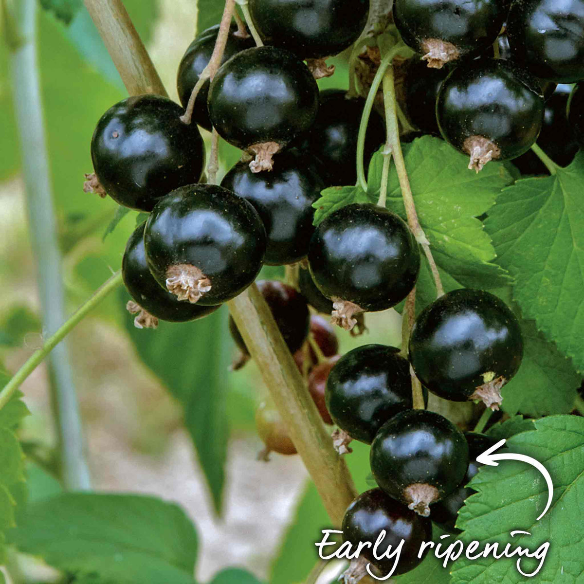 Blackcurrant 'ebony' Plant Bare Root | Set of 1 | Multi