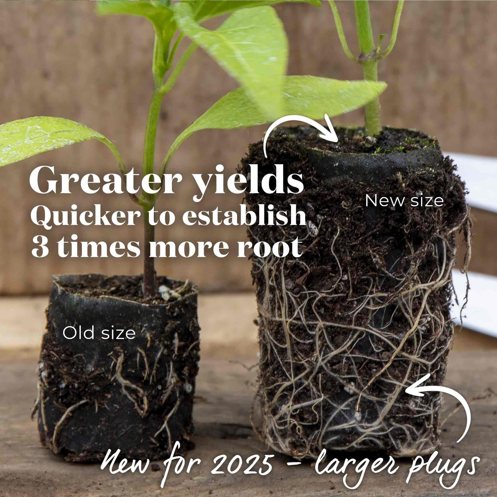 Giant Jalapeno Chilli Plant | 3 x Jumbo Plugs | Green