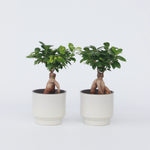Curtain Fig - 4 Pcs. - Ficus Microcarpa - Height 30-40cm - ⌀12cm | Set of 4 | Green