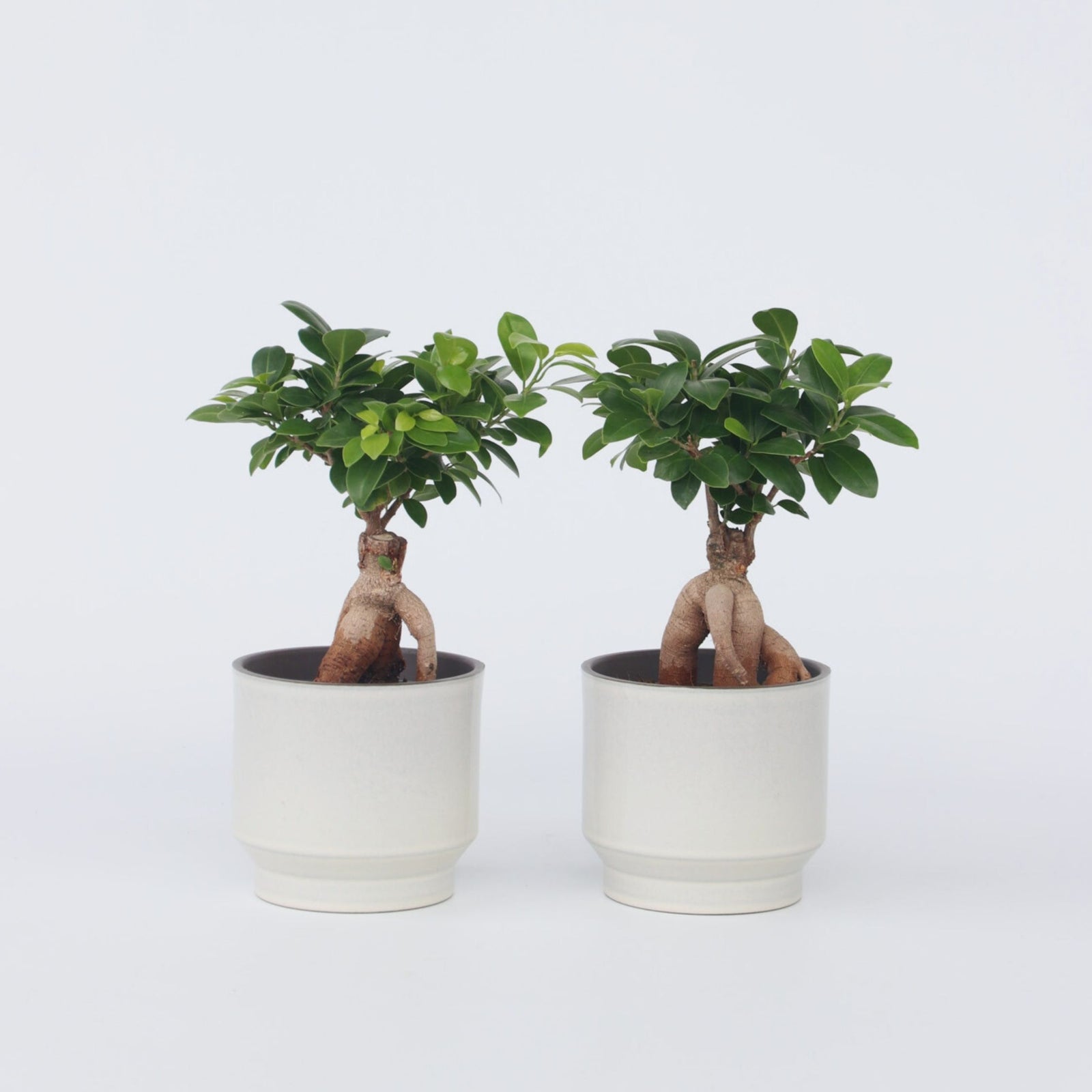 Curtain Fig - 4 Pcs. - Ficus Microcarpa - Height 30-40cm - ⌀12cm | Set of 4 | Green