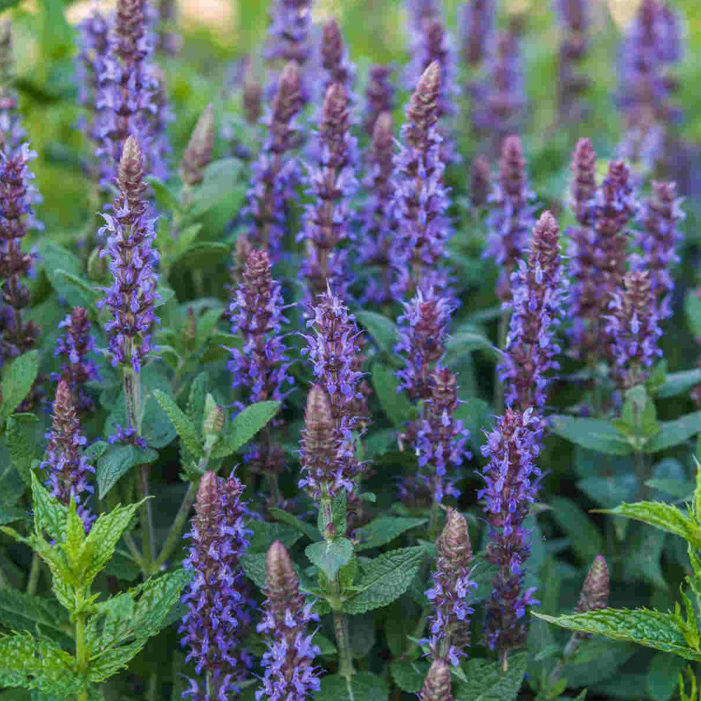 Salvia Nursery Favourites Collection - Hayloft Best Salvia In 1l Pots