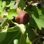 3ft Tall Patio Ficus Little Mis Figgy Fig Tree Fruit Plant Supplied In A 3 Litre Pot