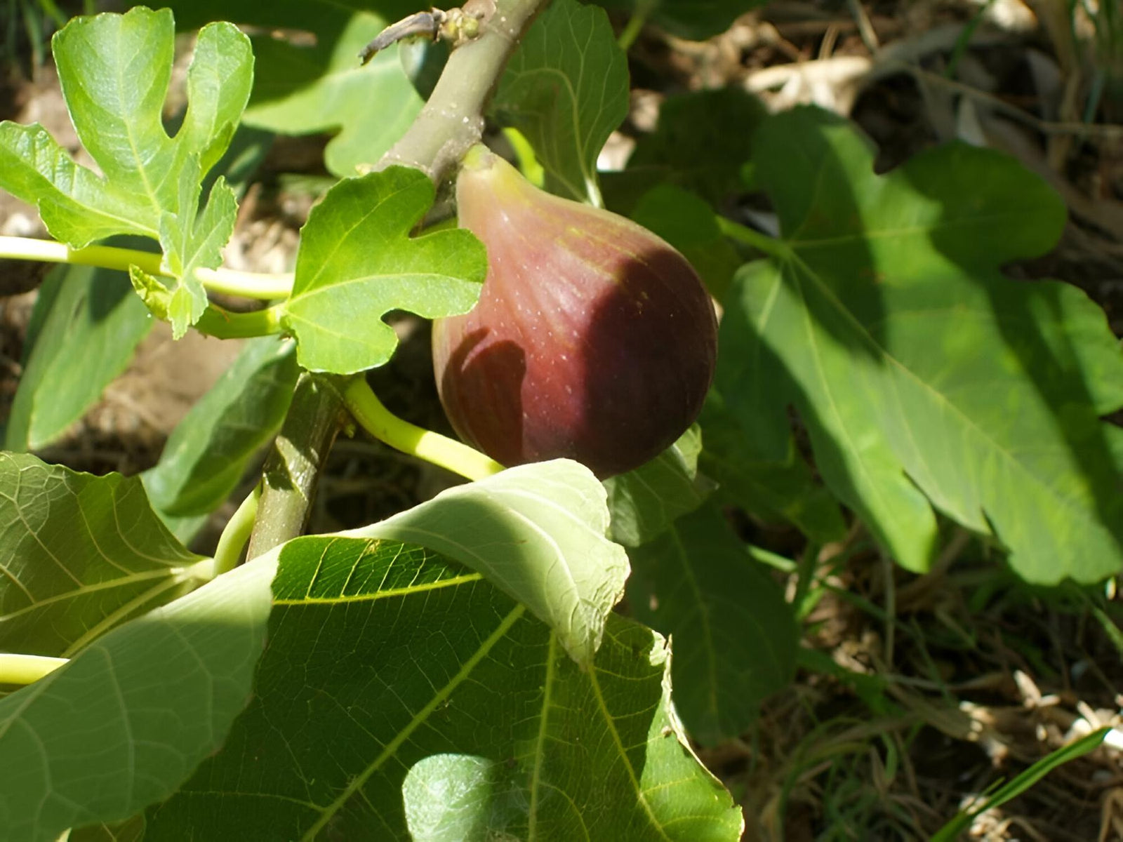 3ft Tall Patio Ficus Little Mis Figgy Fig Tree Fruit Plant Supplied In A 3 Litre Pot