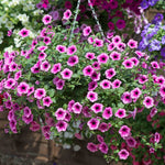 Surfinia Petunia 'pink Vein' | 6 x Plug Plants | Multi Colour
