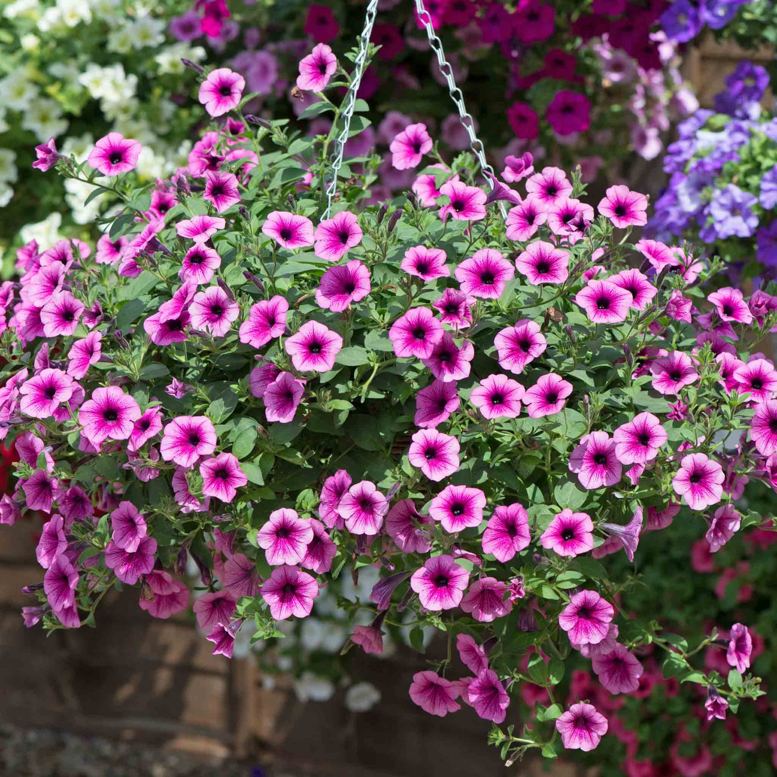 Surfinia Petunia 'pink Vein' | 6 x Plug Plants | Multi Colour