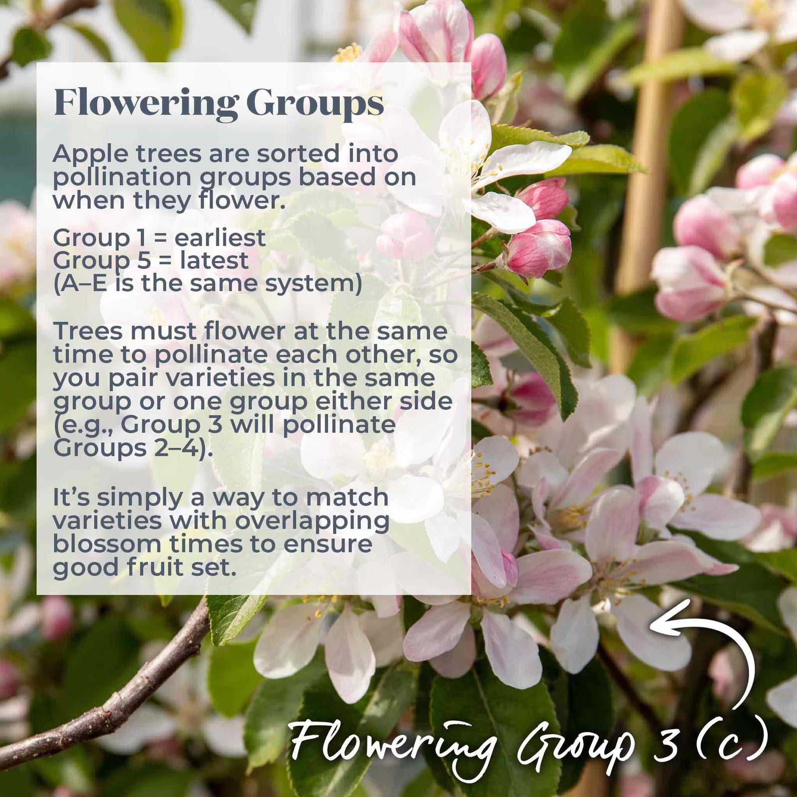 Apple 'bramley' | 1 x Bare Root
