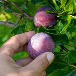 Plum Tree Marjorie's Seedling Bare-root Late-season Bare Root | 1 x Bare Root | Purple