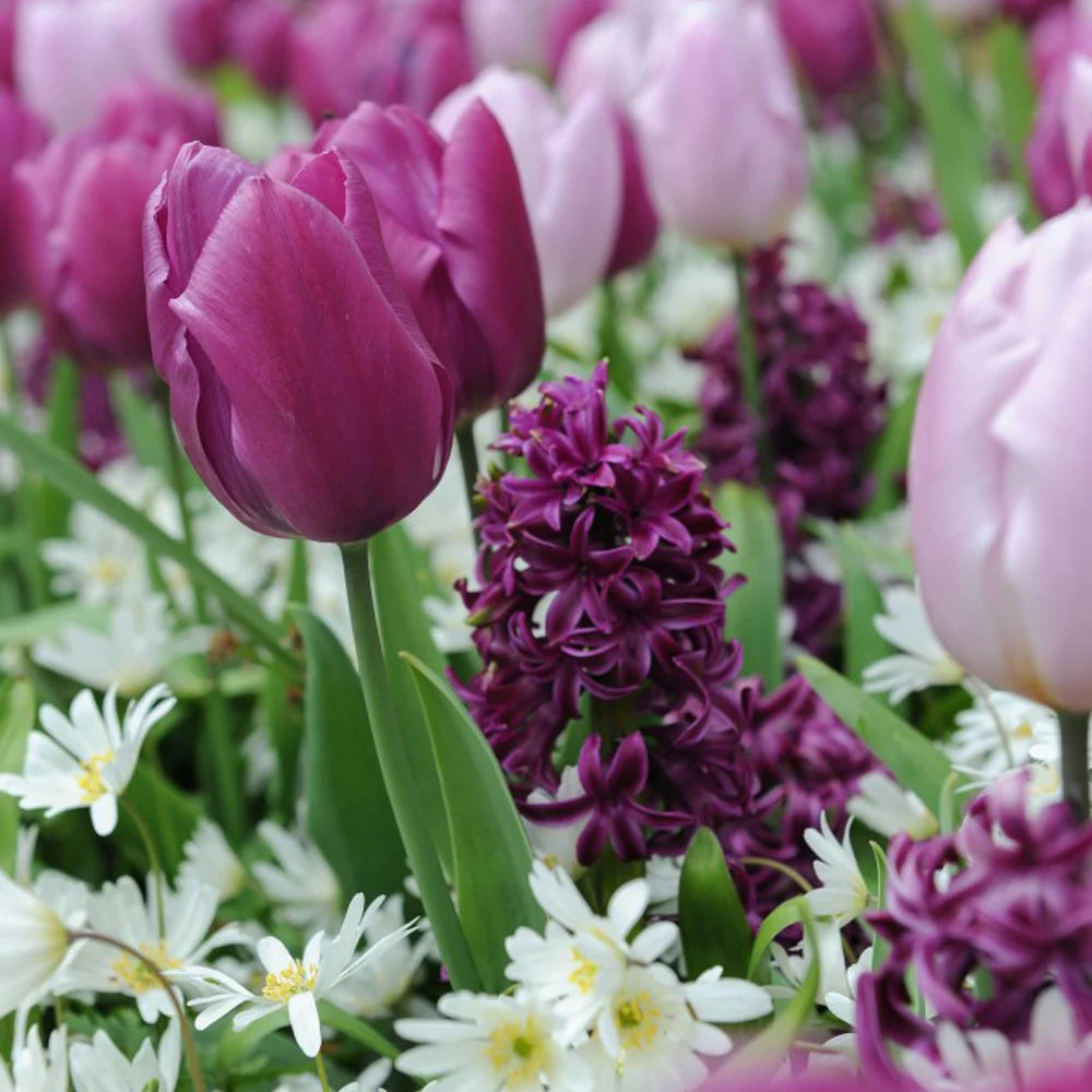 Tulip, Hyacinth + Anemone Collection Bulbs | 30 x Bulbs