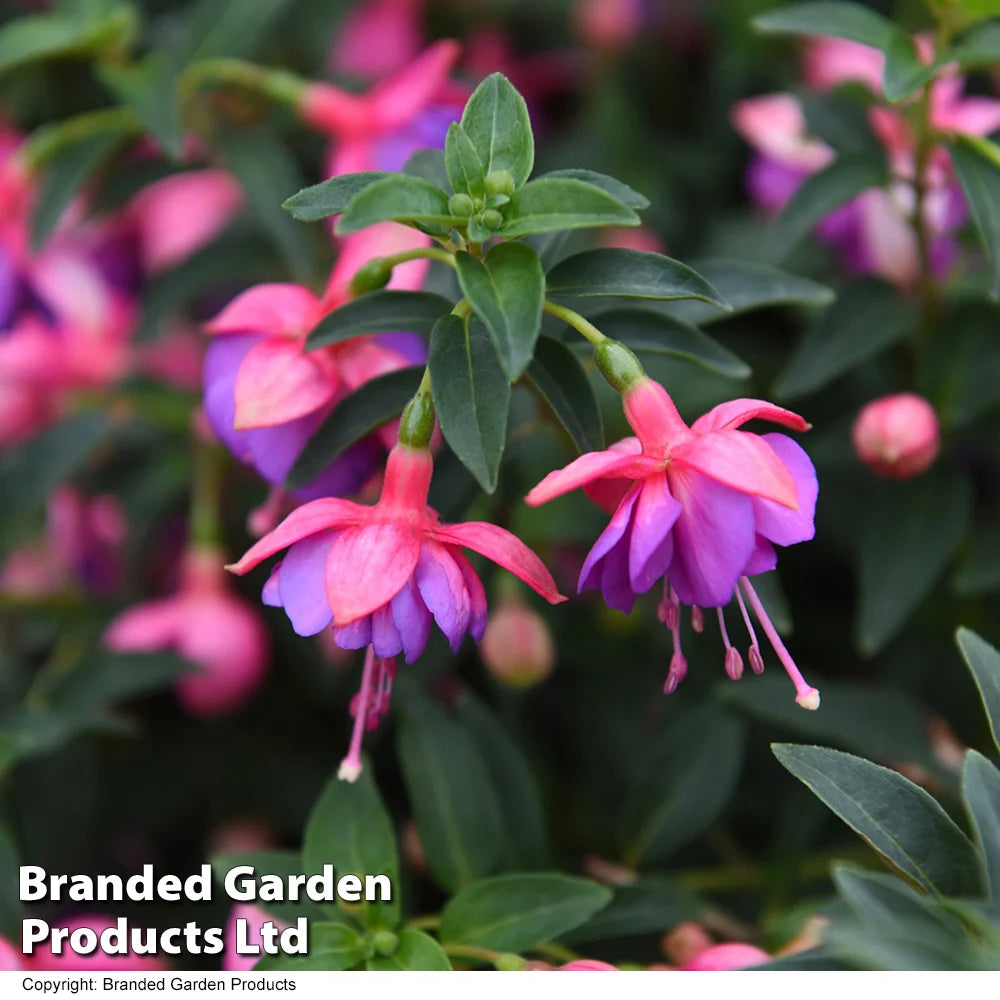 Thompson & Morgan Fuchsia Lionita Double Rose-blue Preplanted Basket 25cm X 1