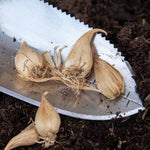 Iris Cantab (reticulata) | 20 x Bulbs | Blue