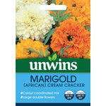 African Marigold Cream Cracker  Compact Double Blooms 45cm Seeds | 100 Seeds