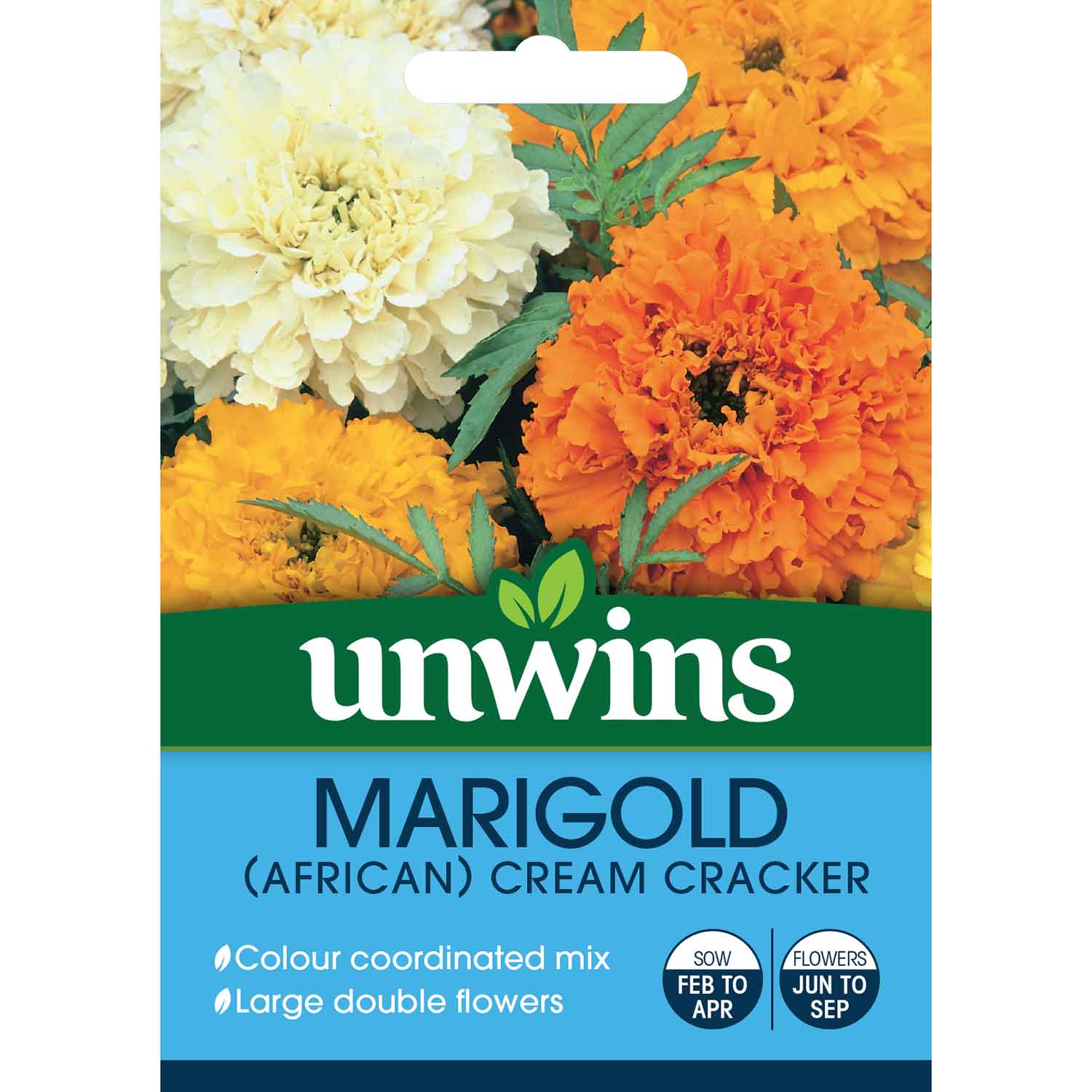African Marigold Cream Cracker  Compact Double Blooms 45cm Seeds | 100 Seeds