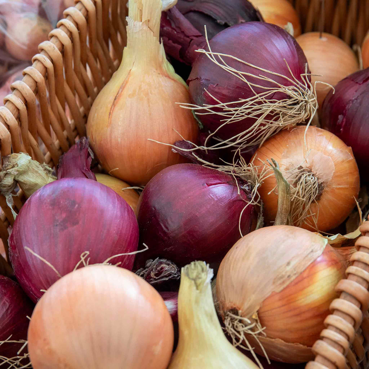 Spring-planting Onion Sets Duo Pack — Red Baron And Stuttgarter Riesen | Set of 2 | Teal & Yellow