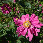 Anemone Japonica Prinz Heinrich - 5 X Xlplug Plants