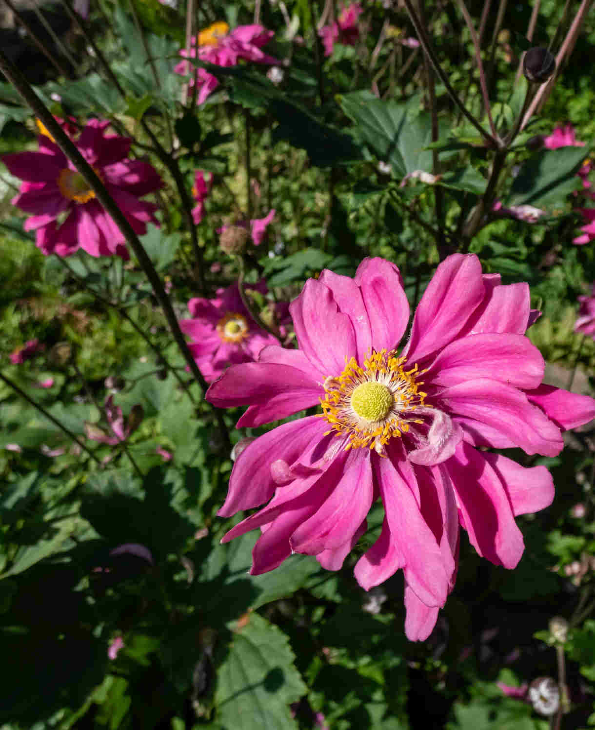 Anemone Japonica Prinz Heinrich - 5 X Xlplug Plants