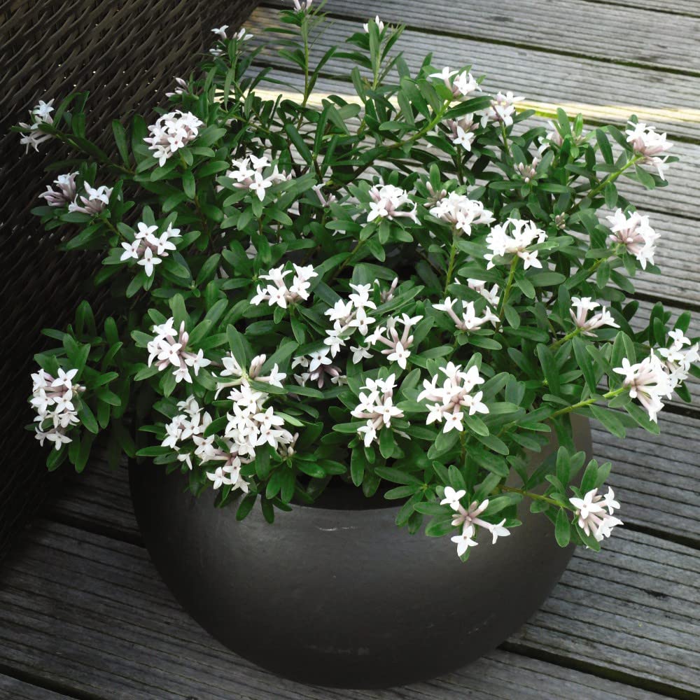 Daphne Eternal Fragrance 13cm Pot | Set of 1 | White