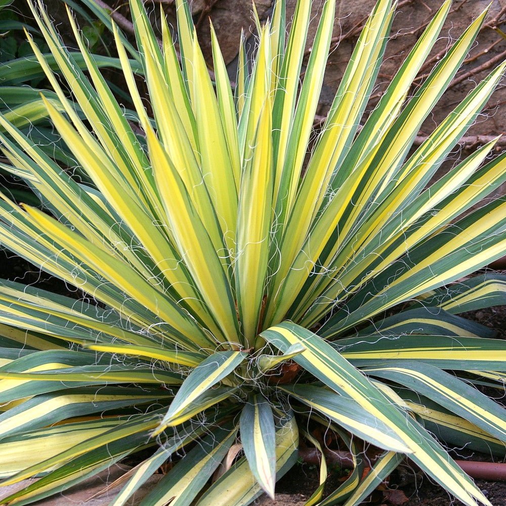 Yucca Color Guard - Natures Statement Piece - 1 x 9cm Pot