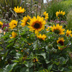 Sunflower 'sunbelievable Brown Eyed Girl' Compact Seedless Patio Variety Plug Plant | Set of 1 | Yellow