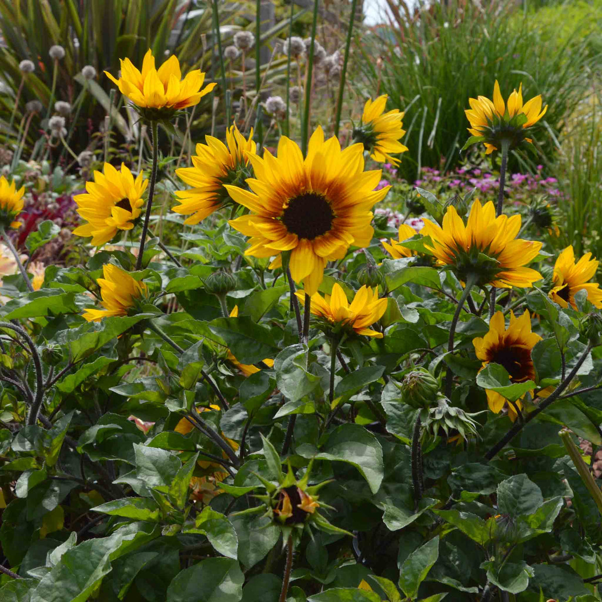 Sunflower 'sunbelievable Brown Eyed Girl' Compact Seedless Patio Variety Plug Plant | Set of 1 | Yellow