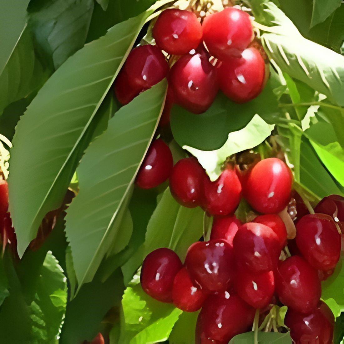 Prunus Stella Cherry Fruit Tree 4ft Supplied In A 5 Litre Pot Colt Rootstock