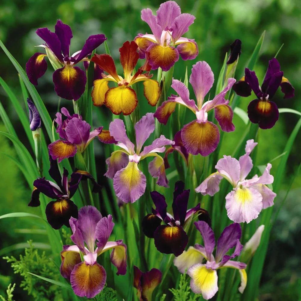 Thompson & Morgan Iris Metallic Mixture 80 Bulbs