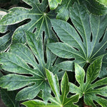 Fatsia Japonica Spiders Web Variegated Evergreen Shrub Plant Large In A 3 Litre Pot