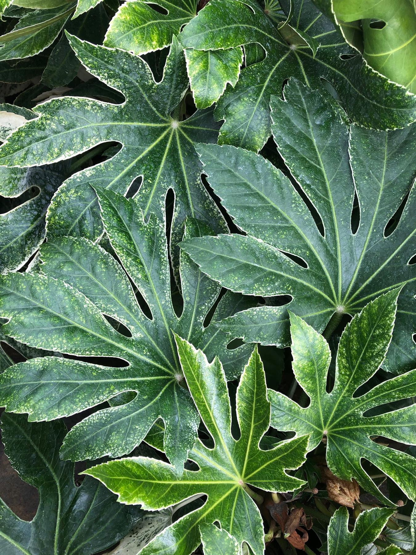 Fatsia Japonica Spiders Web Variegated Evergreen Shrub Plant Large In A 3 Litre Pot