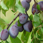 Plums Marjorie's Seedling Fruit Tree 6ft Tall Supplied In A 12 Litre Pot