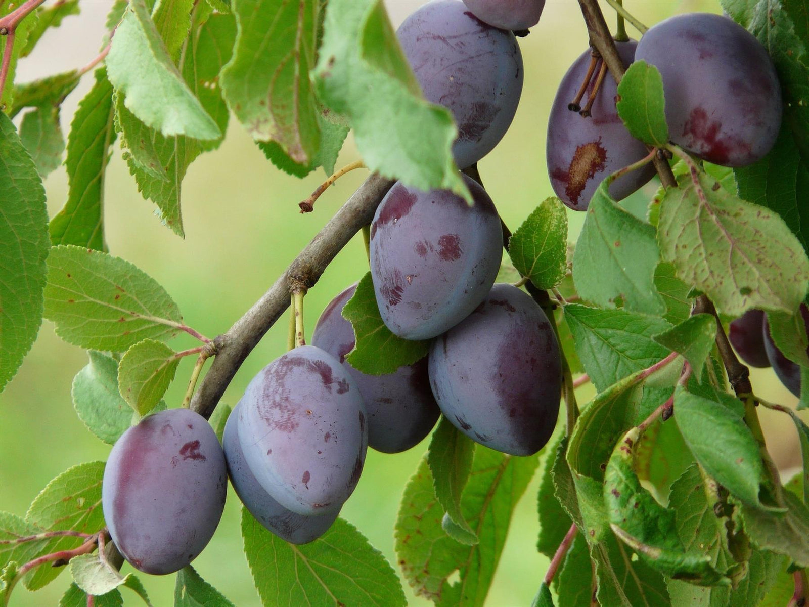 Plums Marjorie's Seedling Fruit Tree 6ft Tall Supplied In A 12 Litre Pot