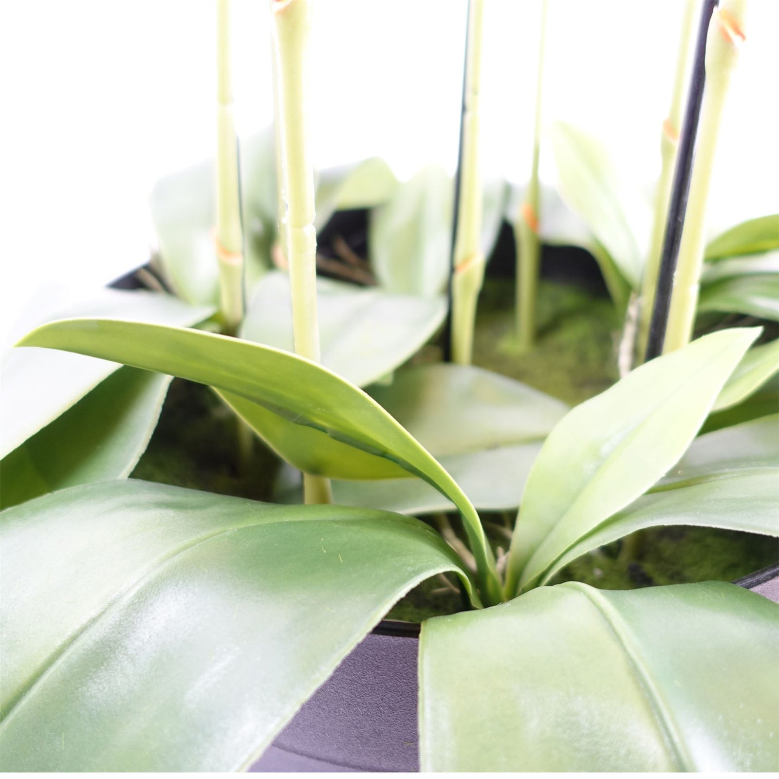 150cm Giant Purple Orchid Plant Artificial 189 Flowers Real Touch