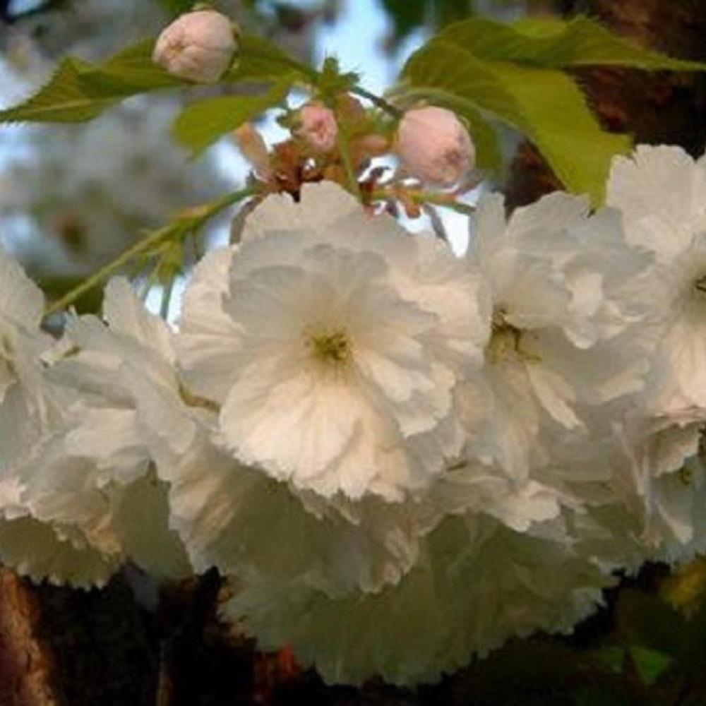 Prunus Longipes Blushing Bride Flowering Cherry Tree 5-6ft Supplied In A 7.5 Litre Pot