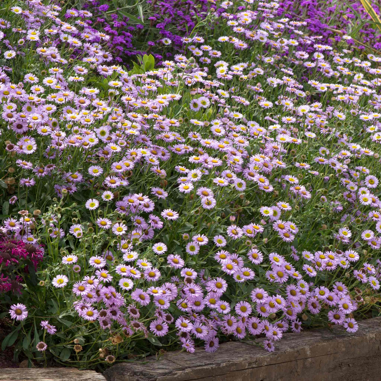 Erigeron 'wayne Roderick' - Lavender-blue Daisy, Hardy Jumbo Plug Plants | 3 x Jumbo Plug Plants | Purple