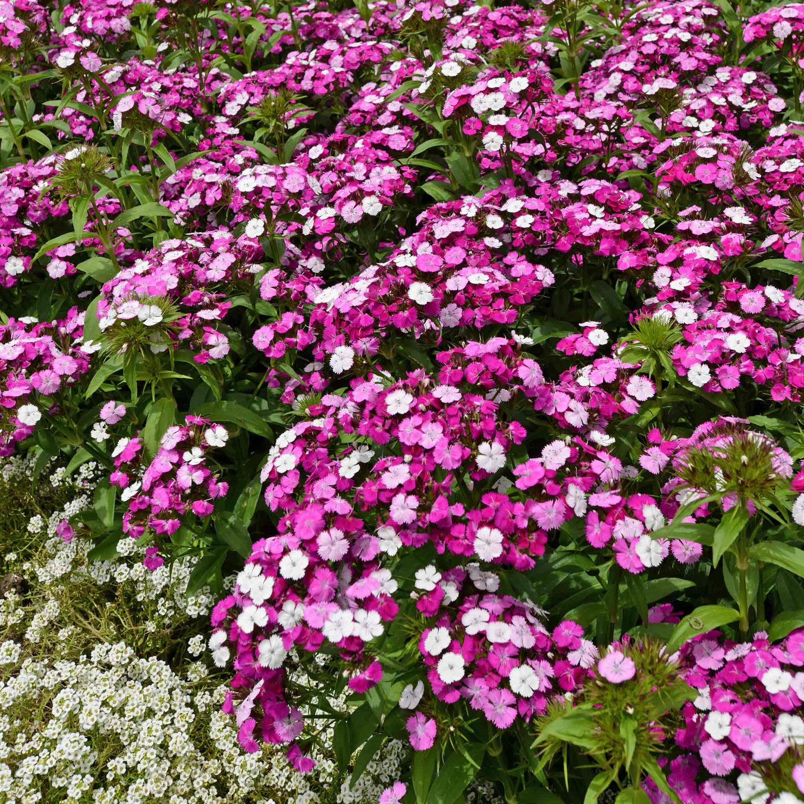 Dianthus 'dash Magician' - Colour-changing Perennial | 3 x 9cm