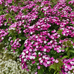 Dianthus 'dash Magician' - Colour-changing Perennial | 1 x 2L
