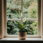 Peace Lilly - 2 Pcs. - Spathiphyllum 'lima' - Height 60-75cm - ⌀17cm | Set of 2 | White