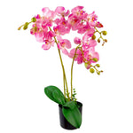 60cm  Design Uk Realistic Artificial Orchid Flower Display In Pot