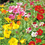 Vibrant Mimulus Mix Monkey Flower Garden Ready Plants | 24 x Garden Ready Plants