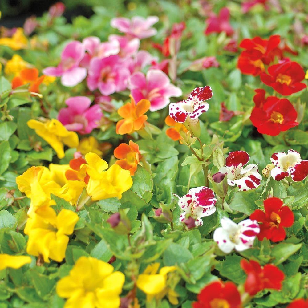 Vibrant Mimulus Mix Monkey Flower Garden Ready Plants | 12 x Garden Ready Plants