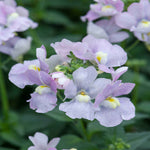 Hayloft Nemesia Melody Collection - 9 Young Plants 3 Of Each Colour