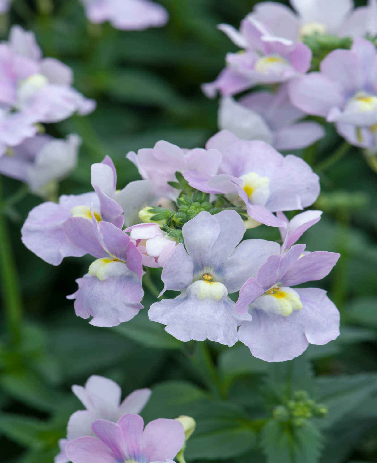 Hayloft Nemesia Melody Collection - 9 Young Plants 3 Of Each Colour