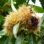 Sweet Chestnut Tree 'castan Satvia' | 1 x 3L | Green