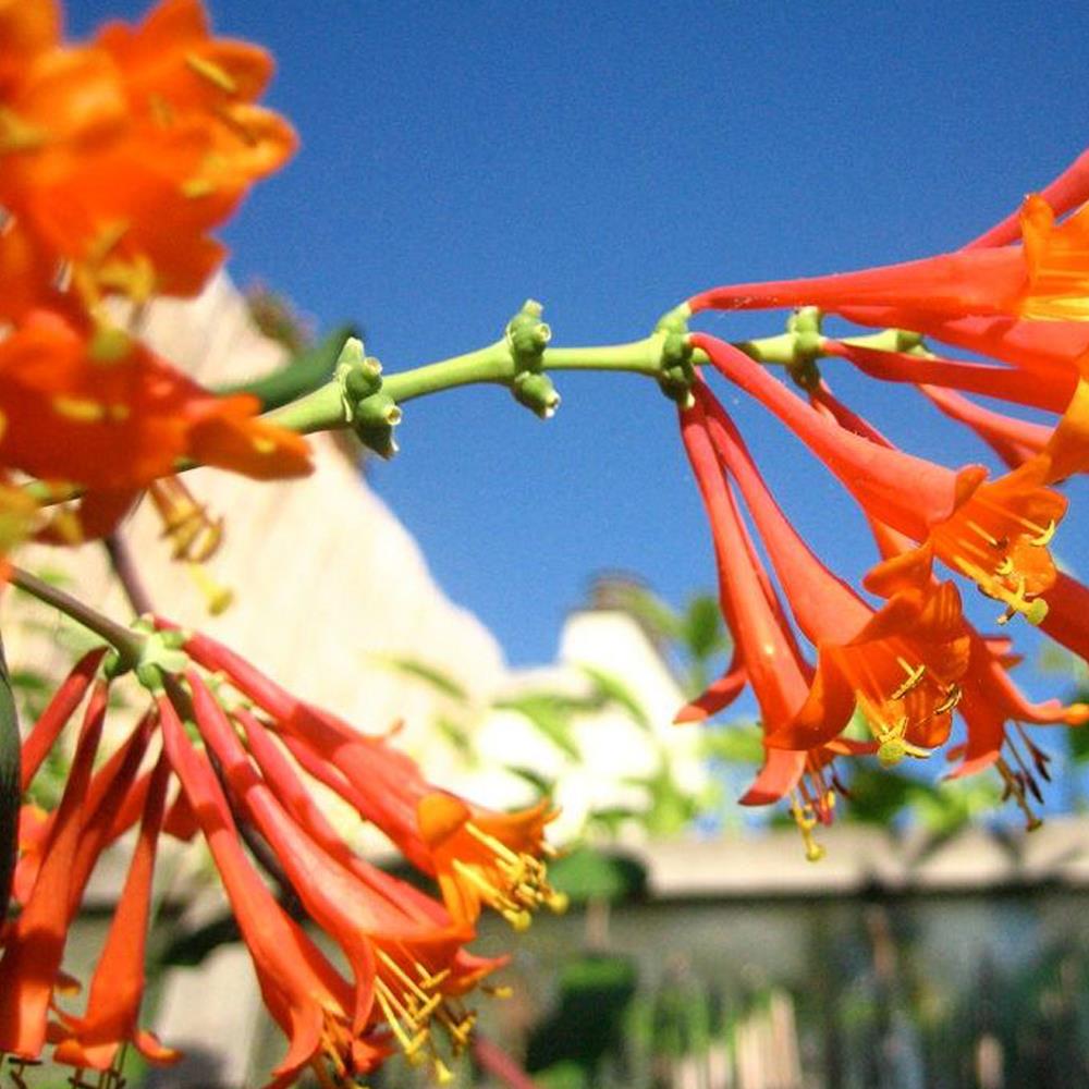 Lonicera Henryii Evergreen Honeysuckle Plant 3-4ft Supplied In A 3 Litre Pot