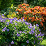 Geranium 'rozanne' Hardy Long-flowering Perennial | 6 x Jumbo Plugs
