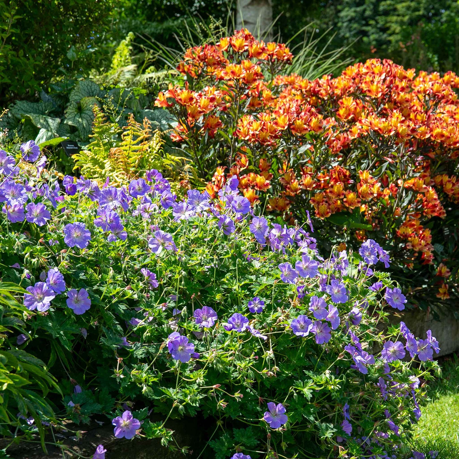 Geranium 'rozanne' Hardy Long-flowering Perennial | 1 x 2L