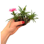 The Dianthus Romance Collection - Plug Plants | Set-of-3 | Multi