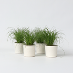 Cat Grass - 4 Pcs. - Cyperus Zumula - Height 30-40cm - ⌀12cm | Set of 4 | Green