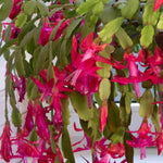 Schlumbergera Red Christmas Cactus | 2 x 9cm | Deep Red