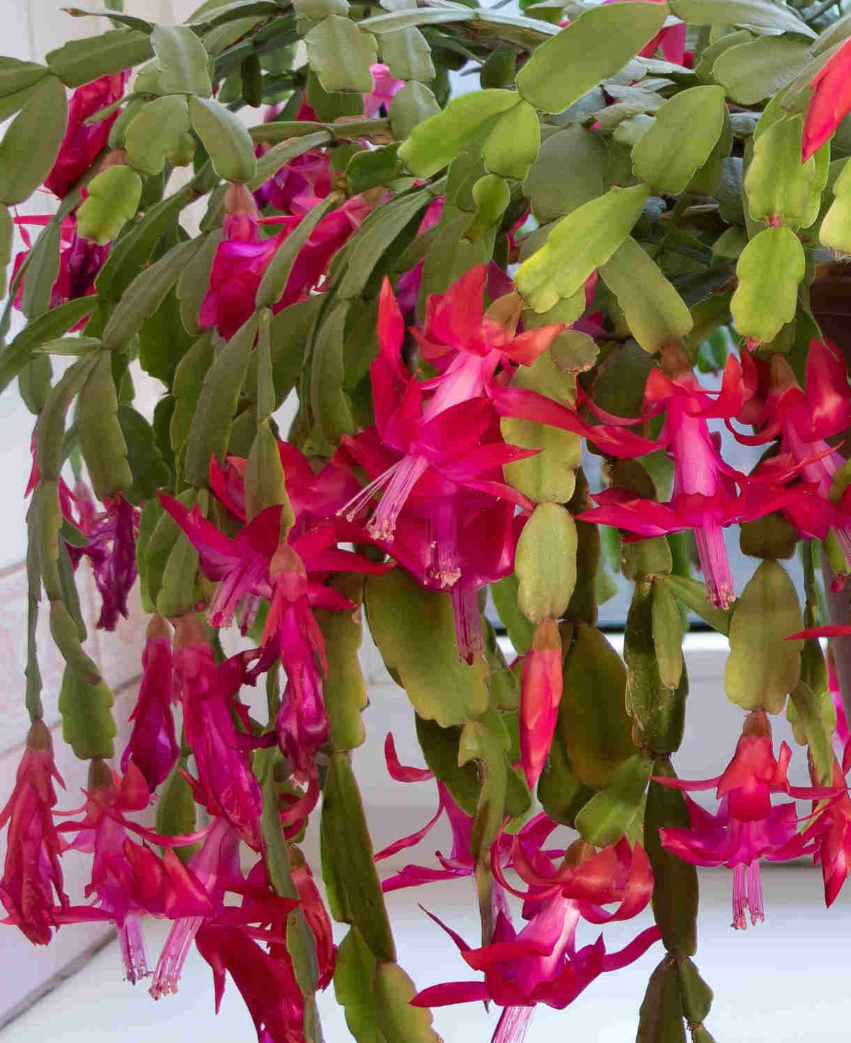 Schlumbergera Red Christmas Cactus | 2 x 9cm | Deep Red